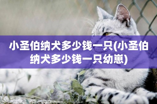 小圣伯納犬多少錢一只(小圣伯納犬多少錢一只幼崽)
