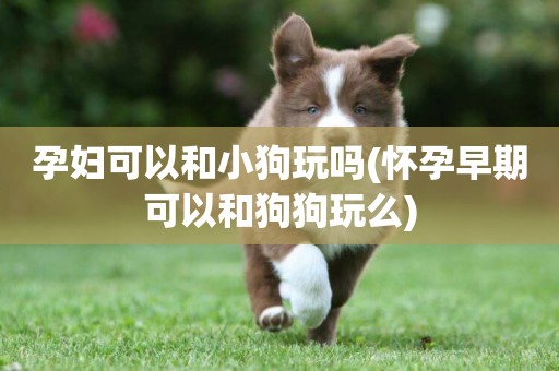 孕婦可以和小狗玩嗎(懷孕早期可以和狗狗玩么)