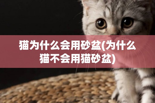 貓為什么會用砂盆(為什么貓不會用貓砂盆)