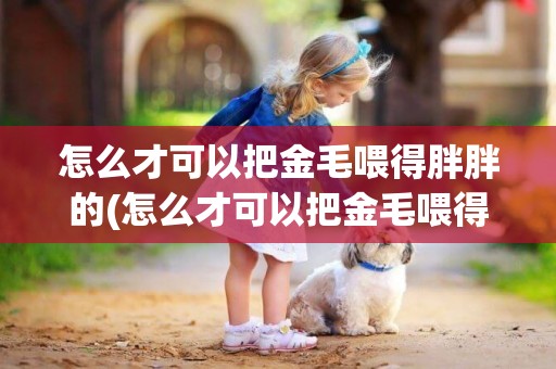 怎么才可以把金毛喂得胖胖的(怎么才可以把金毛喂得胖胖的小狗)