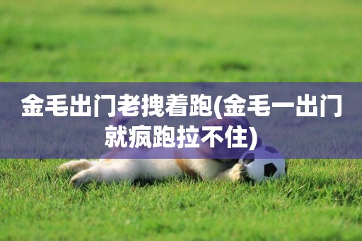 金毛出門老拽著跑(金毛一出門就瘋跑拉不住)