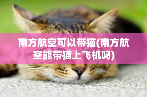 南方航空可以帶貓(南方航空能帶貓上飛機嗎)