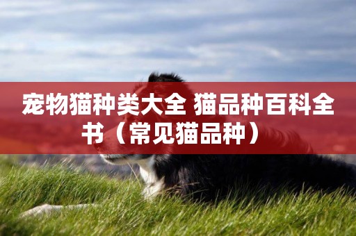 寵物貓種類大全 貓品種百科全書（常見貓品種） 