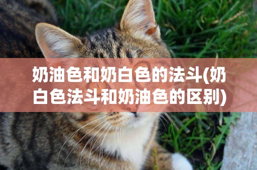 奶油色和奶白色的法斗(奶白色法斗和奶油色的區別)