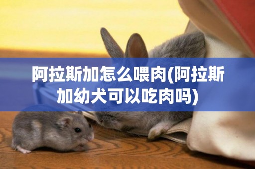 阿拉斯加怎么喂肉(阿拉斯加幼犬可以吃肉嗎)
