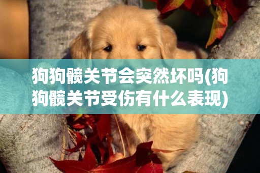狗狗髖關節會突然壞嗎(狗狗髖關節受傷有什么表現)