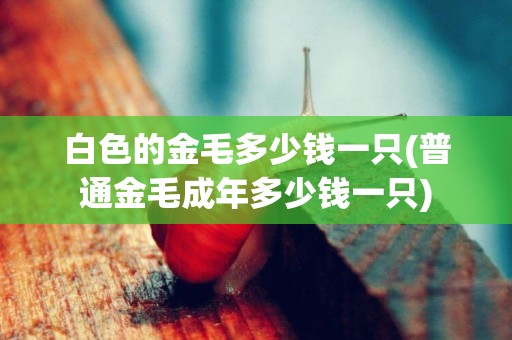 白色的金毛多少錢一只(普通金毛成年多少錢一只)