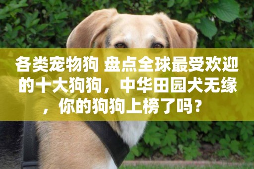 各類寵物狗 盤點全球最受歡迎的十大狗狗，中華田園犬無緣，你的狗狗上榜了嗎？ 