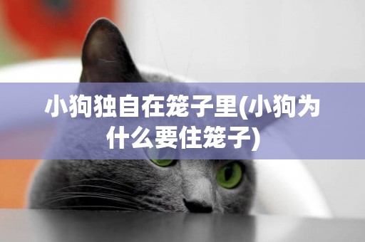 小狗獨自在籠子里(小狗為什么要住籠子)