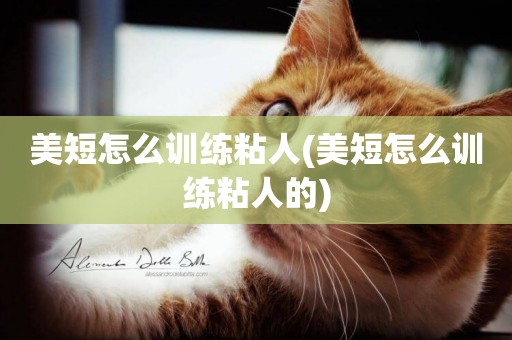 美短怎么訓練粘人(美短怎么訓練粘人的)