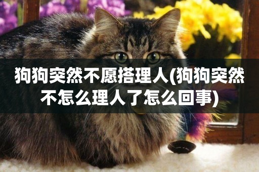 狗狗突然不愿搭理人(狗狗突然不怎么理人了怎么回事)
