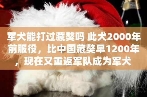 軍犬能打過藏獒嗎 此犬2000年前服役，比中國藏獒早1200年，現在又重返軍隊成為軍犬 