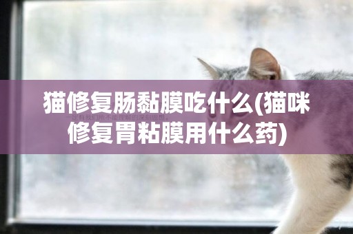貓修復腸黏膜吃什么(貓咪修復胃粘膜用什么藥)
