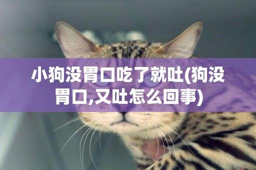 小狗沒胃口吃了就吐(狗沒胃口,又吐怎么回事)