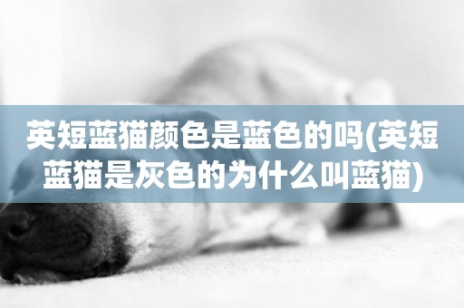 英短藍貓顏色是藍色的嗎(英短藍貓是灰色的為什么叫藍貓)