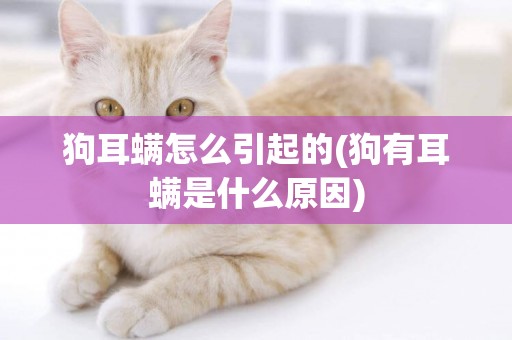 狗耳螨怎么引起的(狗有耳螨是什么原因)