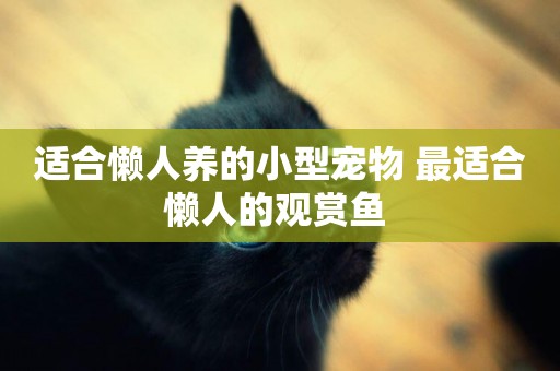 適合懶人養的小型寵物 最適合懶人的觀賞魚 