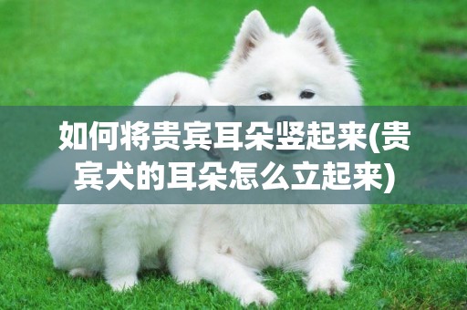 如何將貴賓耳朵豎起來(貴賓犬的耳朵怎么立起來)