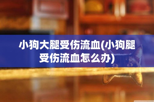 小狗大腿受傷流血(小狗腿受傷流血怎么辦)