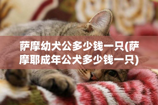 薩摩幼犬公多少錢一只(薩摩耶成年公犬多少錢一只)