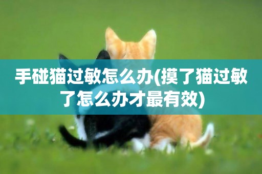 手碰貓過敏怎么辦(摸了貓過敏了怎么辦才最有效)