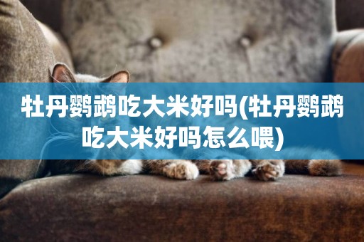 牡丹鸚鵡吃大米好嗎(牡丹鸚鵡吃大米好嗎怎么喂)