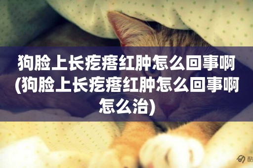 狗臉上長疙瘩紅腫怎么回事啊(狗臉上長疙瘩紅腫怎么回事啊怎么治)