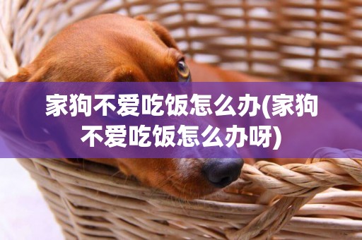 家狗不愛吃飯怎么辦(家狗不愛吃飯怎么辦呀)