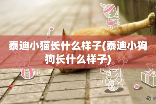 泰迪小貓長什么樣子(泰迪小狗狗長什么樣子)