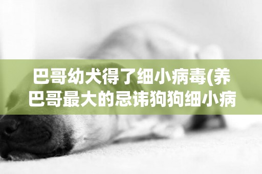 巴哥幼犬得了細小病毒(養巴哥最大的忌諱狗狗細小病怎么治療)