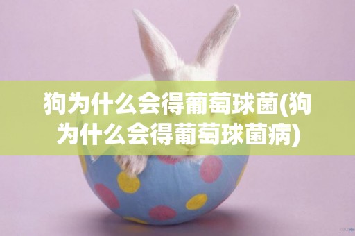狗為什么會得葡萄球菌(狗為什么會得葡萄球菌病)