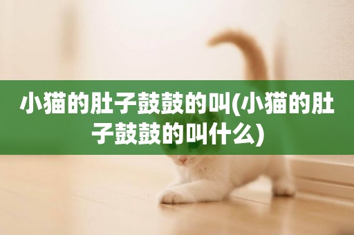 小貓的肚子鼓鼓的叫(小貓的肚子鼓鼓的叫什么)