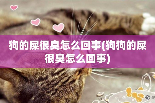 狗的屎很臭怎么回事(狗狗的屎很臭怎么回事)