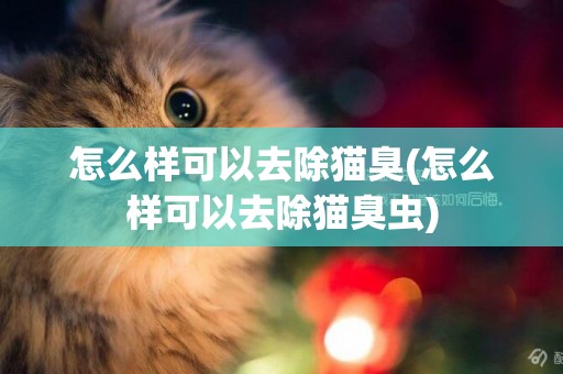 怎么樣可以去除貓臭(怎么樣可以去除貓臭蟲)