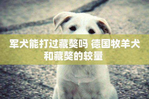 軍犬能打過藏獒嗎 德國牧羊犬和藏獒的較量 