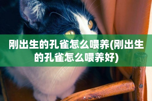 剛出生的孔雀怎么喂養(剛出生的孔雀怎么喂養好)