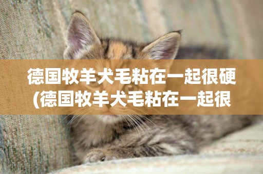 德國牧羊犬毛粘在一起很硬(德國牧羊犬毛粘在一起很硬嗎)