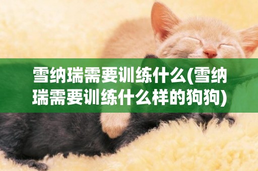 雪納瑞需要訓練什么(雪納瑞需要訓練什么樣的狗狗)