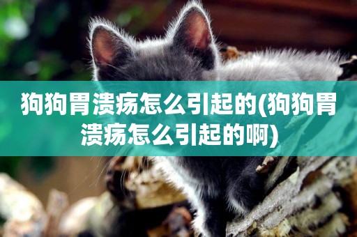 狗狗胃潰瘍怎么引起的(狗狗胃潰瘍怎么引起的啊)