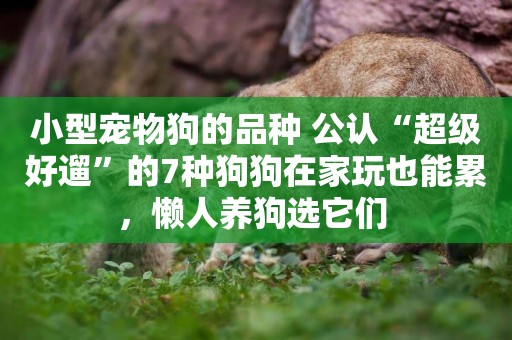 小型寵物狗的品種 公認“超級好遛”的7種狗狗在家玩也能累，懶人養狗選它們 