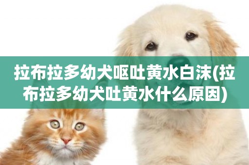 拉布拉多幼犬嘔吐黃水白沫(拉布拉多幼犬吐黃水什么原因)