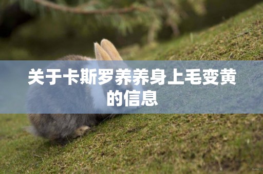 關于卡斯羅養養身上毛變黃的信息