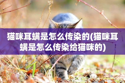 貓咪耳螨是怎么傳染的(貓咪耳螨是怎么傳染給貓咪的)