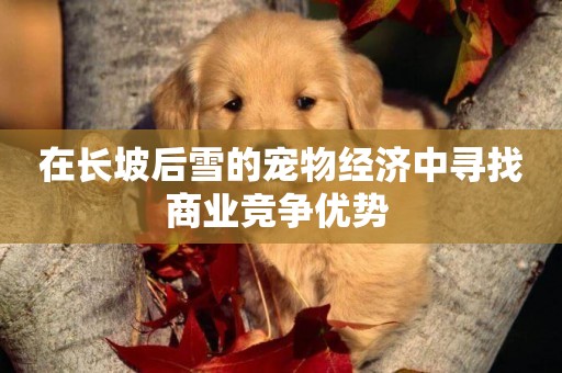 在長坡后雪的寵物經濟中尋找商業競爭優勢 
