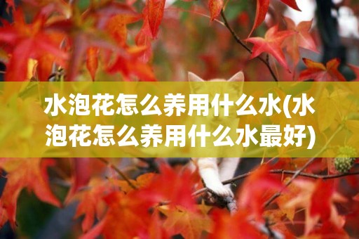 水泡花怎么養用什么水(水泡花怎么養用什么水最好)