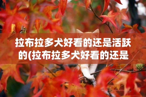 拉布拉多犬好看的還是活躍的(拉布拉多犬好看的還是活躍的好看)