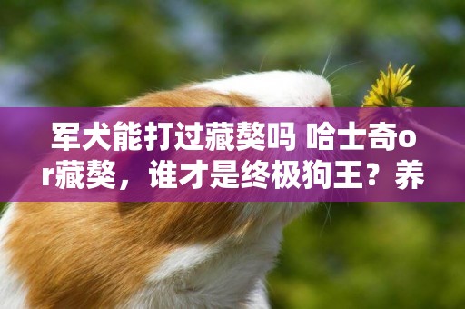 軍犬能打過藏獒嗎 哈士奇or藏獒，誰才是終極狗王？養軍犬是最危險的笑話 