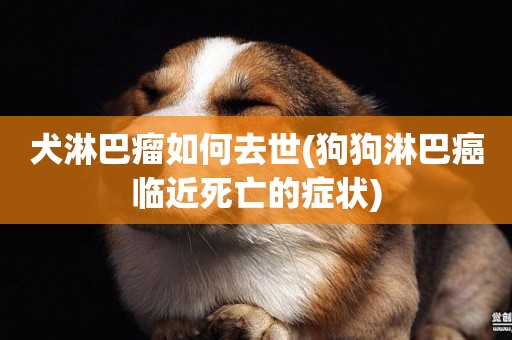 犬淋巴瘤如何去世(狗狗淋巴癌臨近死亡的癥狀)