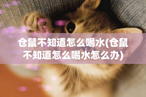 倉鼠不知道怎么喝水(倉鼠不知道怎么喝水怎么辦)