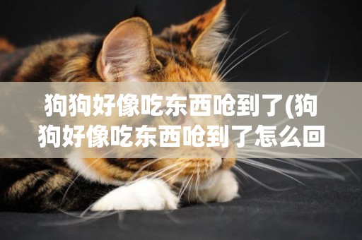 狗狗好像吃東西嗆到了(狗狗好像吃東西嗆到了怎么回事)